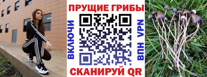 Купить закладки  Касимов  Псилоцибиновые грибы Psilocybine cubensis 